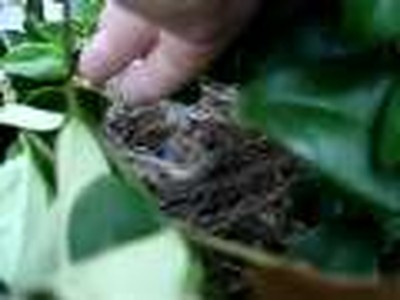 birds in front of house