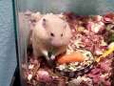 My hamster. (It's not as boring as it seems)