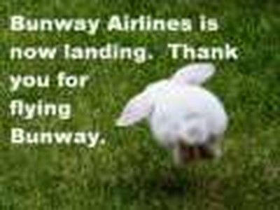 Very Funny Amimals 2