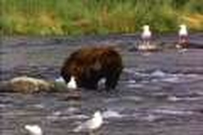 beary