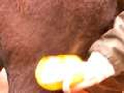 Horses Heal Humans UMTV