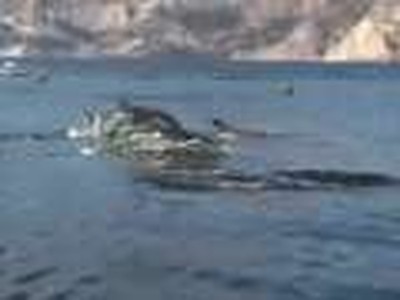 Dolphin Stampede
