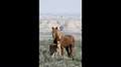 Wild Hoofbeats: America's Vanishing Wild Horses