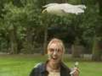 SeaGull "Attack" - prank