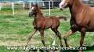 Arabian Warmblood Darling Foal for Sale Dallas Texas