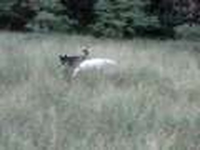Remington in the Weeds