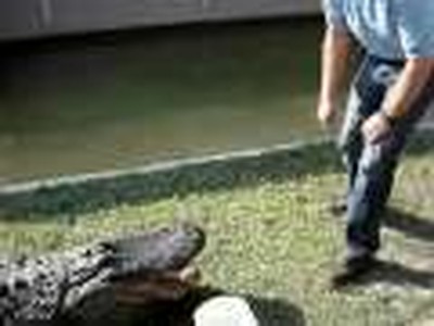 Big Ol' Croc Bite