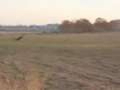 Golden Eagle catches a Deer.