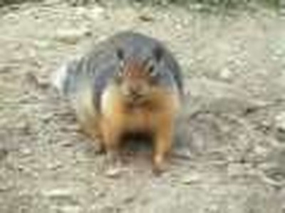Talking Squirrels