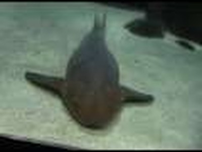 Sharks