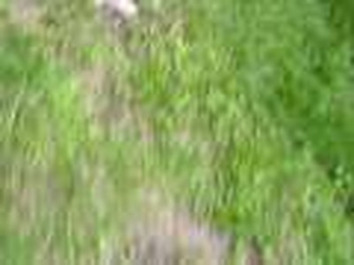 Treader doing Agility