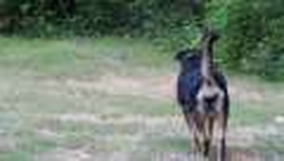 MY DOG ABBY RABBIT HUNTING