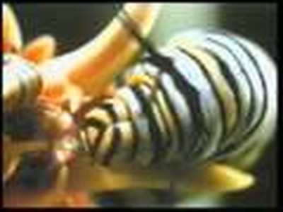MIRACLES IN HONEYBEE, SALMON, MONARCH BUTTERFLY, DRAGONFLY PART 3