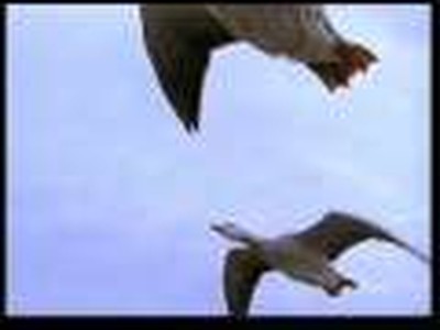 THE MIRACLE IN BIRDS 3