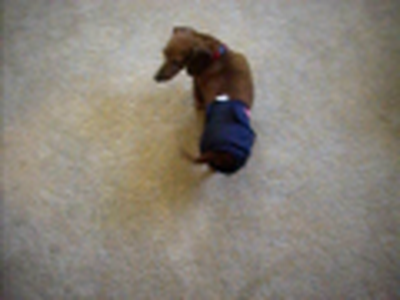 tied up leg