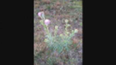 Part 25, I Samuel Explained, From Ch  17 Verse 47 To Ch 18 Verse