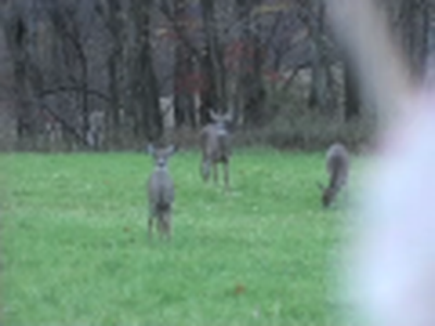 Michael's PA Youth Hunt 2009