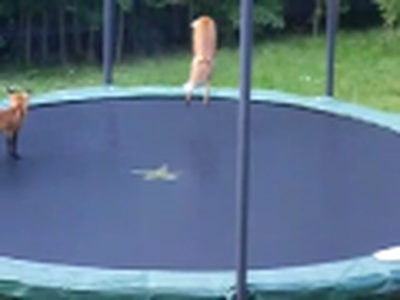 Cute Foxes Jumping on Trampoline
