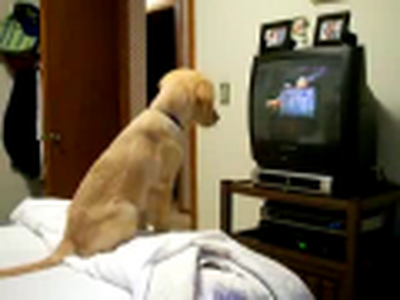 Cute puppy watching TV