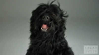 Cool video of Pedigree Dog Commercial