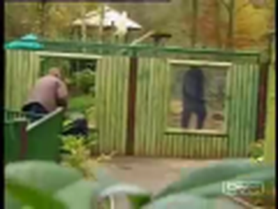 Gorilla Escapes From the Zoo