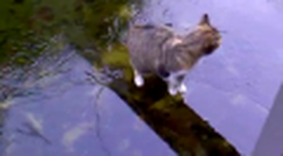 Cat Not So Good At Ice Fishing