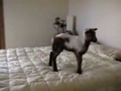 Kid Jumping on Bed