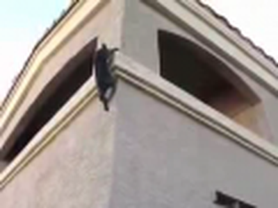 Feline Mission: Impossible