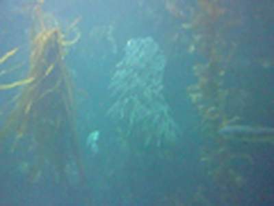 Monterey Bay Aquarium filedtrip 2009