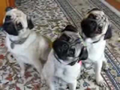 Pug Triplets