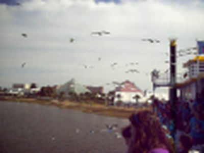 Attack of the Birds