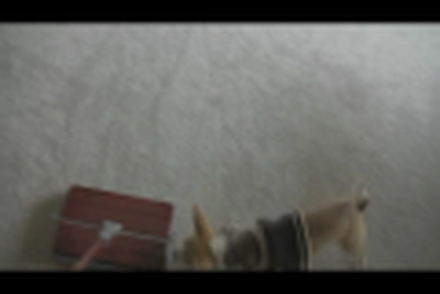 Cute Puppies Barking at Carpet Sweeper