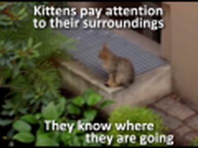 A Kitten Care Video Which Shows If Cats Know Their Way Back Home