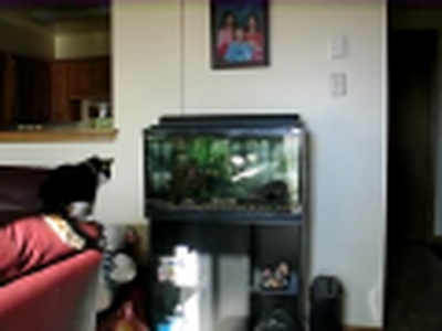 Cat lunging at the aquarium