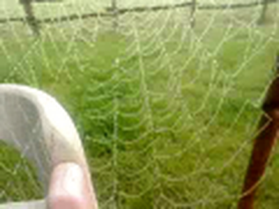 Dew covered spider web