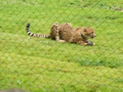 The Further Adventures of Jason and Gracie:  The Zoo The Cheetah The Penguin and the Monkey
