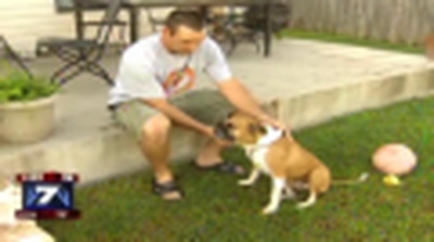 Dog Rescues Toddler From Snake