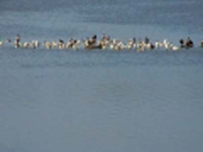 Gulls & Cormorants