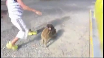 Baby Monkey Riding Backwards on a Pig