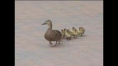 Cute Ducks Blown Over By Wind