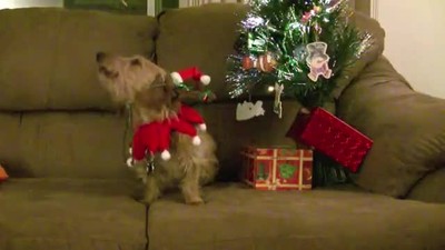 Nemo Christmas
