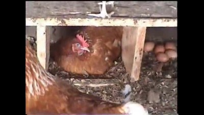 Hope 4 Kids International - Juba Village Chicken Farm Project