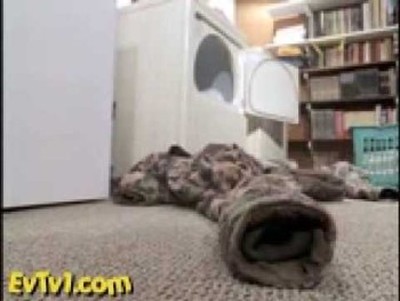 Pet Otters - Ferrets on Crack
