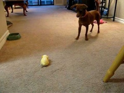 Dog vs. Zhu Zhu pet hamster