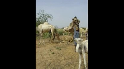 Angry camel
