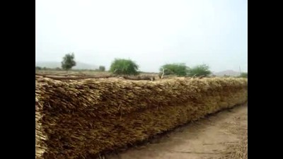 good millet harvest