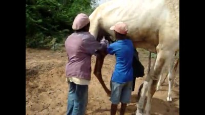 Milking a camel