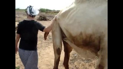 American milks camel
