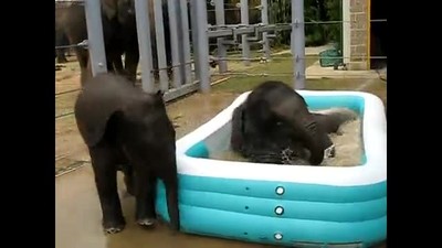 Baby Elephants in a Kiddie Pool