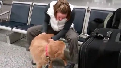 Dog Sees Mom for First time Since Being in Afghanistan